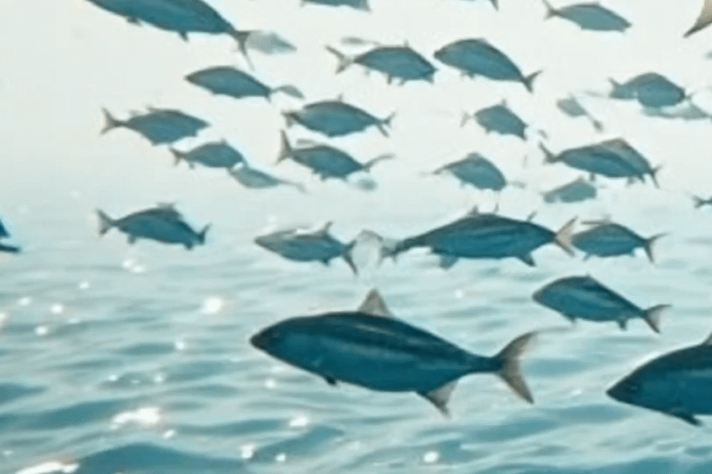 A school of fish moving together at the water's surface